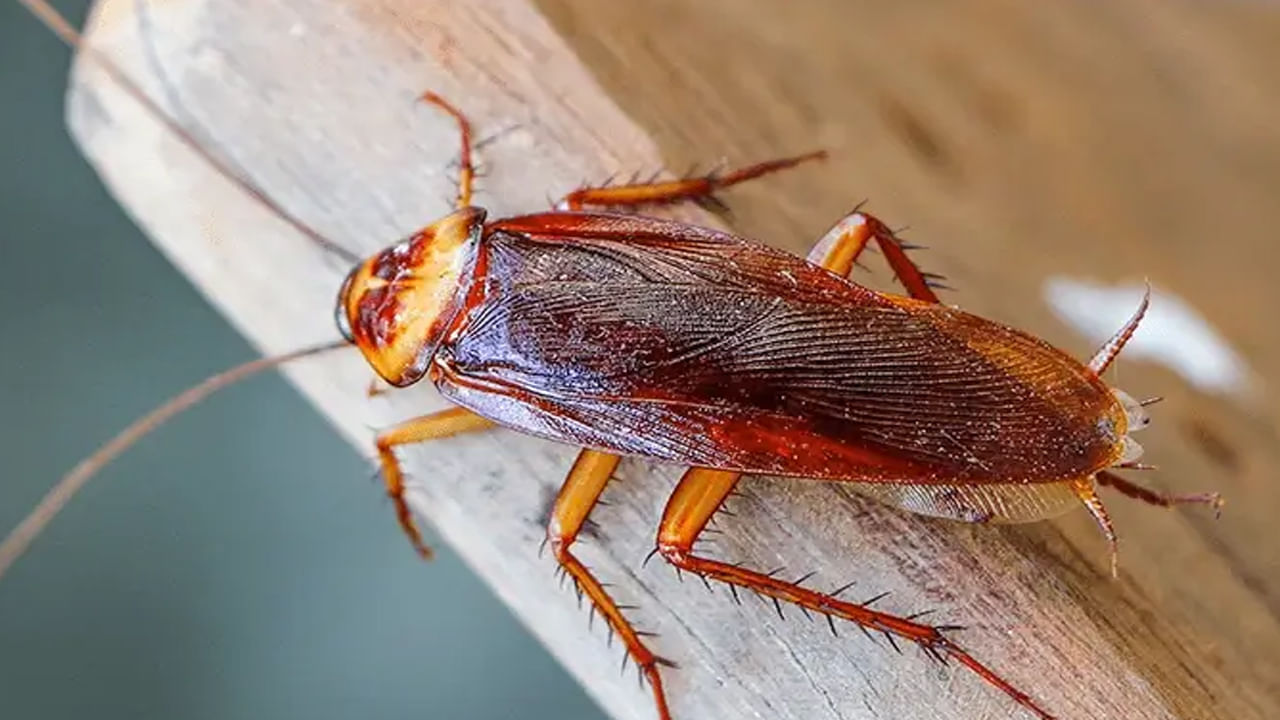 బొద్దింకల బెడద ఎక్కువగా ఉందా..? రాత్రి ఈ పని చేశారంటే ఉదయానికి ఒక్కటి కూడా కనిపించదు