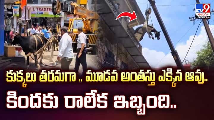 కుక్కలు తరమగా .. మూడవ అంతస్తు ఎక్కిన ఆవు.. కిందకు రాలేక ఇబ్బంది కుక్కలు తరమగా .. మూడవ అంతస్తు ఎక్కిన ఆవు.. కిందకు రాలేక ఇబ్బంది