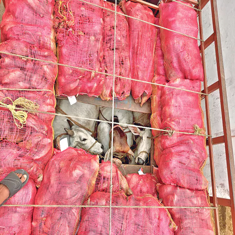 Cows Illegal Transport