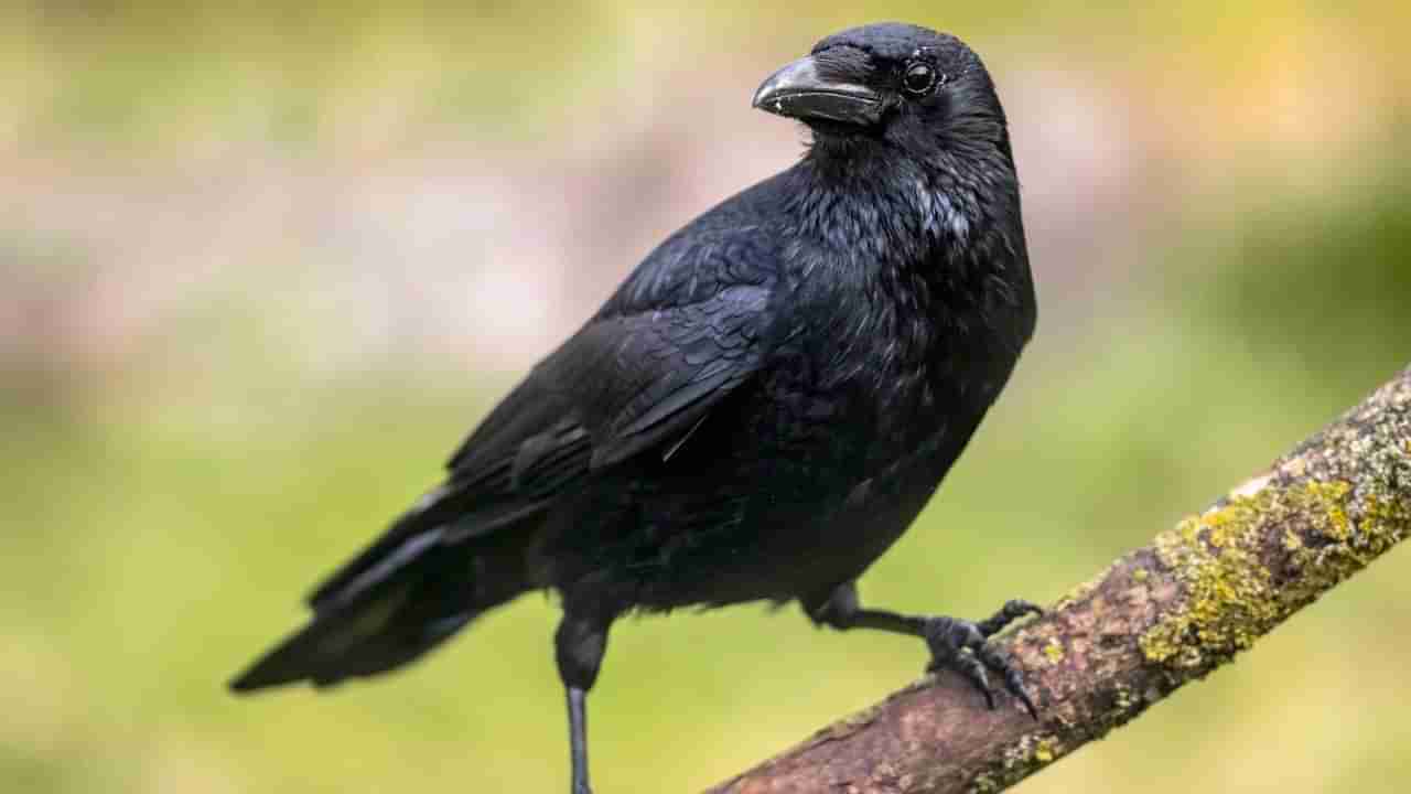 Dream Meaning: పక్షులు కలలో కనబడితే మీ జీవితంలో ఏం జరుగుతుందో తెలుసా..?