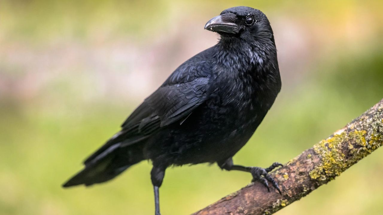 Dream Meaning: పక్షులు కలలో కనబడితే మీ జీవితంలో ఏం జరుగుతుందో తెలుసా..?