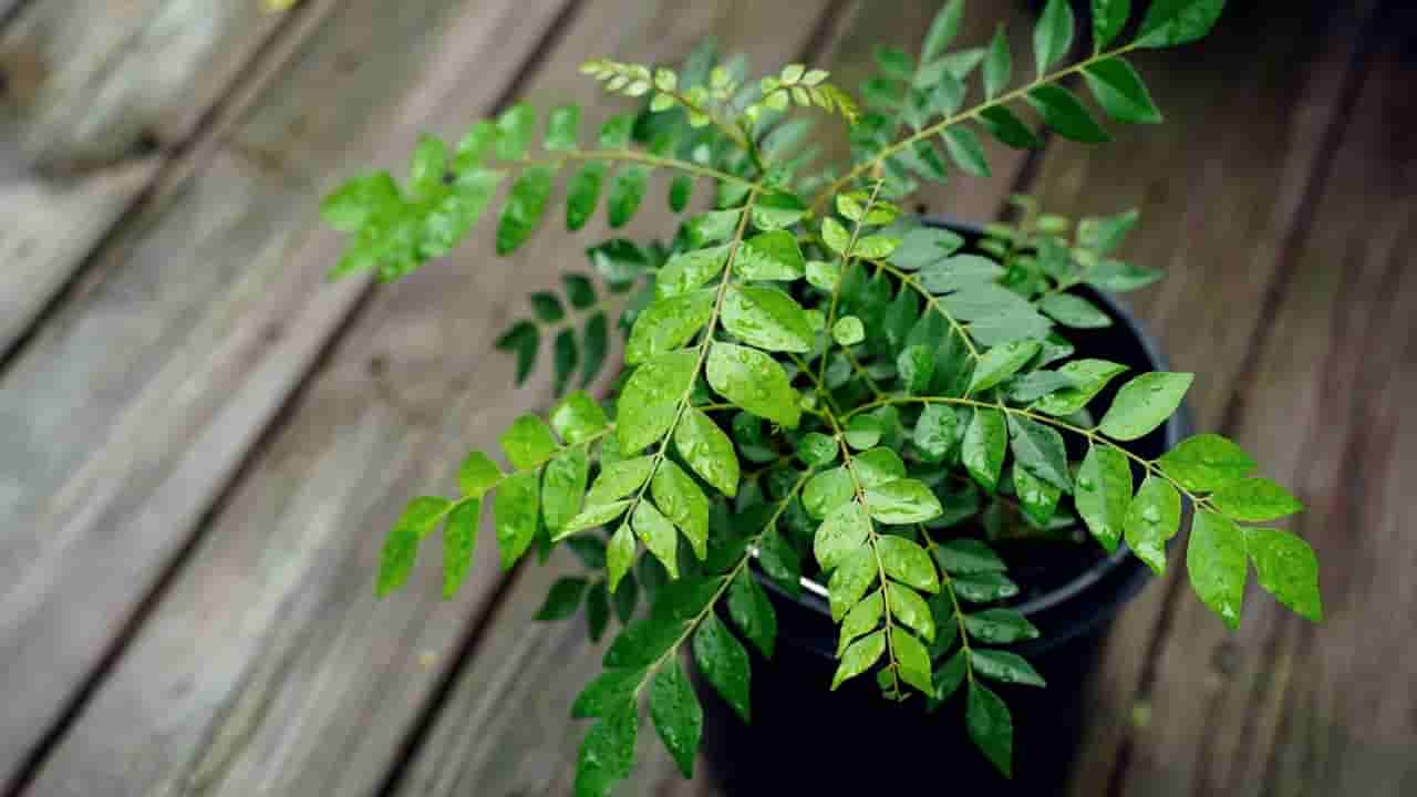 Curry Leaves Benefits: షుగర్ ఉన్నవారు ఈ ఆకులు తింటే.. కంట్రోల్ లో ఉంటుంది..!
