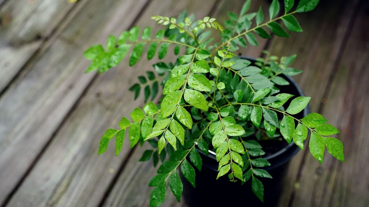 Curry Leaves Benefits: షుగర్ ఉన్నవారు ఈ ఆకులు తింటే.. కంట్రోల్ లో ఉంటుంది..!