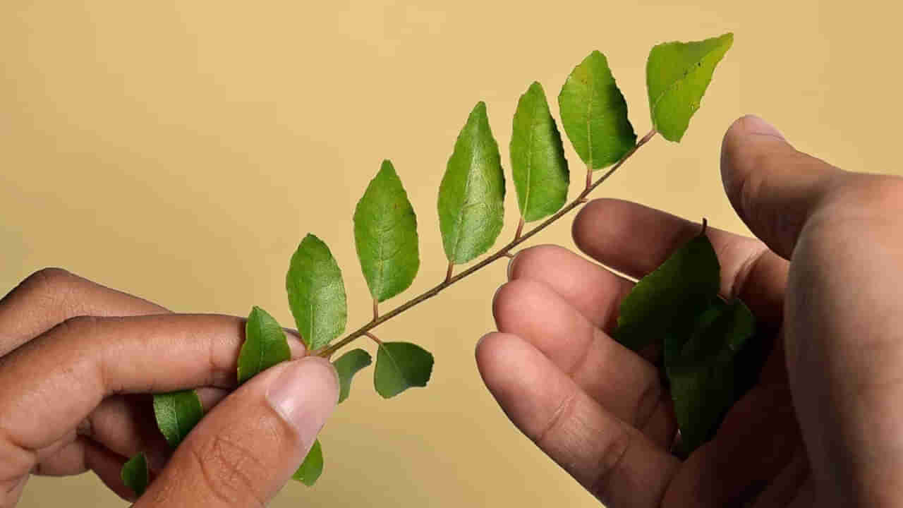 Curry Leaves: ఉదయాన్నే ఖాళీ కడుపుతో కరివేపాకు నమిలి తినడం వలన ఖతర్నాక్ బెనిఫిట్స్..!  తెలిస్తే..