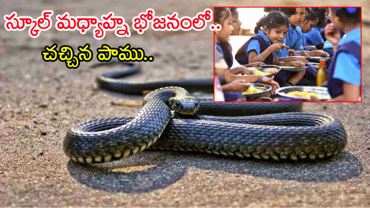 Snake in Midday Meal: మధ్యాహ్న భోజనంలో చచ్చిన పాము.. పక్కన పడేసి పిల్లలకు ఒడ్డించిన స్కూల్‌ సిబ్బంది! ఆ తర్వాత జరిగిందిదే