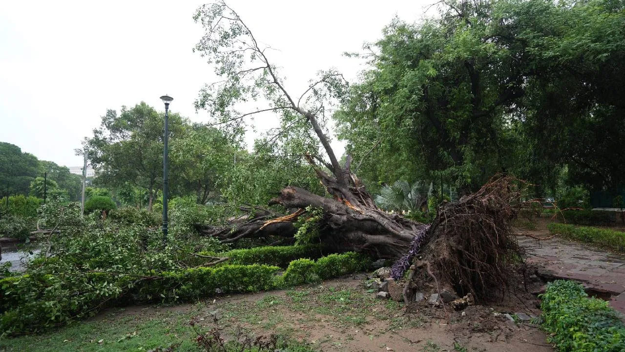 అనేక ప్రాంతాల్లో చెట్లు, విద్యుత్ స్తంభాలు నేలకొరిగాయి. వాహనాలు తిరుగుతున్నాయి. ప్రజలు తిరగడానికి ఇబ్బంది పడుతున్నారు. ఢిల్లీలో రాత్రిపూట కురిసిన భారీ వర్షం, ఉరుములు మెరుపులతో కూడిన వర్షాలు విమాన కార్యకలాపాలకు అంతరాయం కలిగించాయి. చెట్లు, విద్యుత్ స్తంభాలు నేలకొరిగాయి, అనేక ప్రాంతాలలో జలమయం అయ్యాయి.