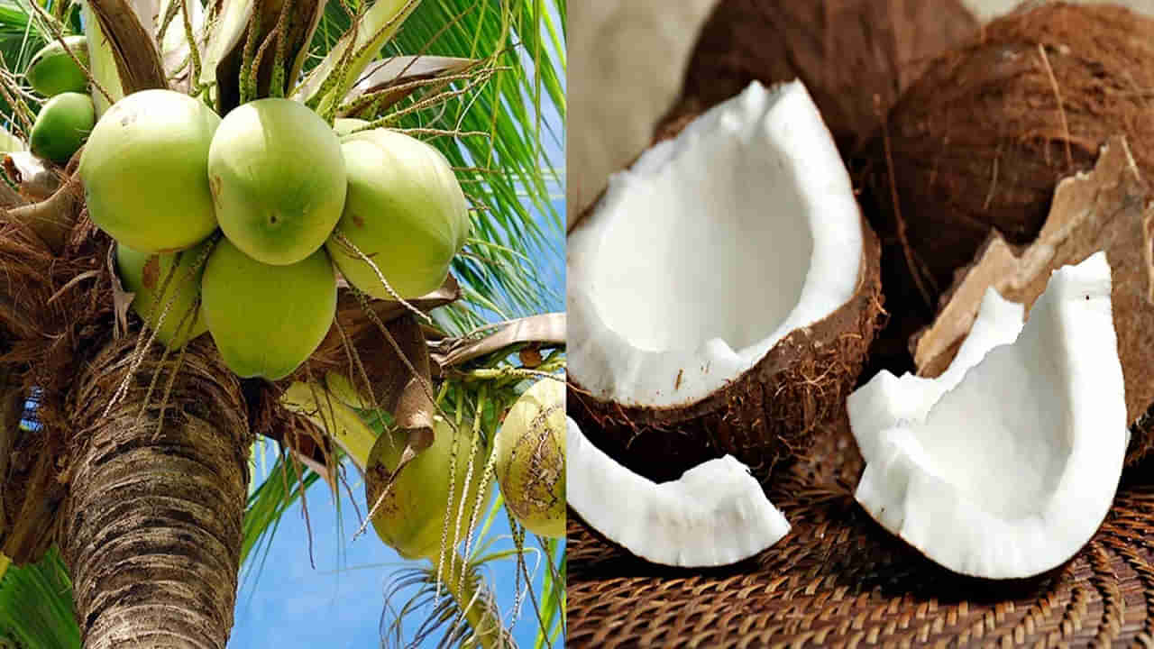 కొబ్బరికాయలో దాగివున్న ఆరోగ్య ప్రయోజనాలు తెలిస్తే..!