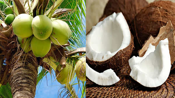 Coconut: మీరూ వంటల్లో ఎండు కొబ్బరి వాడుతున్నారా? ఇది ఆరోగ్యానికి మేలేనా..