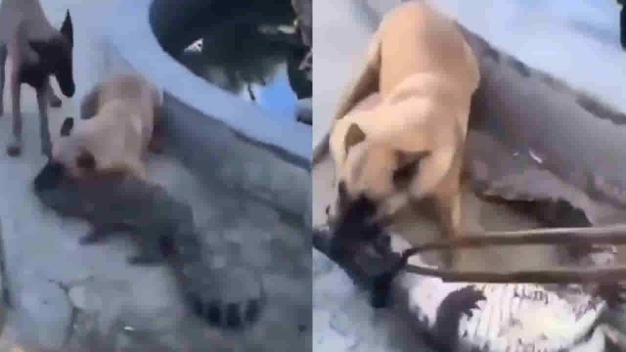 Viral Video: కుక్క దెబ్బకు తోకముడిచిన మొసలి... వైరల్ అవుతోన్న షాకింగ్ వీడియో