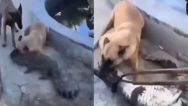 Viral Video: కుక్క దెబ్బకు తోకముడిచిన మొసలి... వైరల్ అవుతోన్న షాకింగ్ వీడియో
