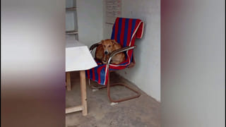 Viral Video: విమానాన్ని అడ్డుకున్న పావురాలు…  దెబ్బకు ఫ్లైట్‌ను రివర్స్‌ చేసిన పైలట్‌