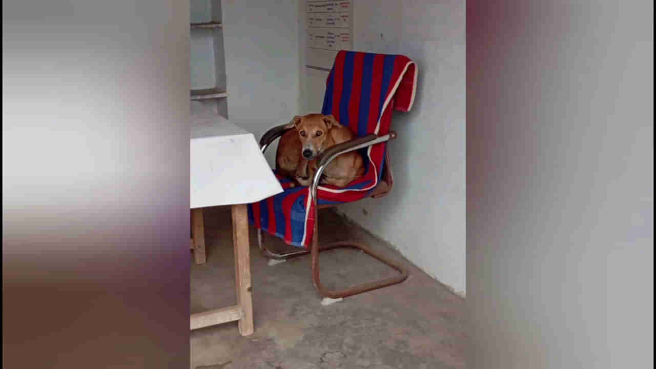 Viral Video: సర్పంచ్ కుర్చీనే కబ్జా చేసిన శునకం... కుర్చి దిగేందుకు ససేమిరా అంటున్న వీధి కుక్క