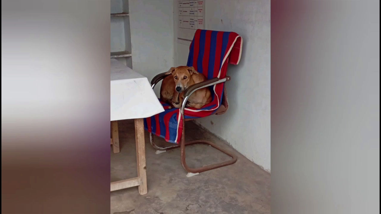 Viral Video: సర్పంచ్‌ కుర్చీనే కబ్జా చేసిన శునకం... కుర్చి దిగేందుకు ససేమిరా అంటున్న వీధి కుక్క