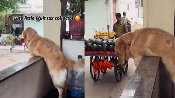 Watch: పండ్ల వ్యాపారితో ప్రేమలో పడ్డ పెంపుడు కుక్క..! అతడి రాక కోసం ఎదురు చూపులు..