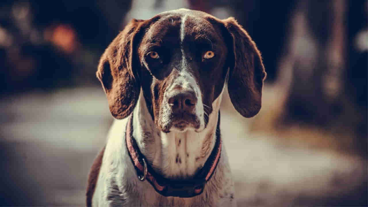 సర్కార్‌ ఆస్పత్రిలో మరో దారుణం..! నవజాత శిశువు మృతదేహంతో వీధి కుక్క హల్‌చల్‌