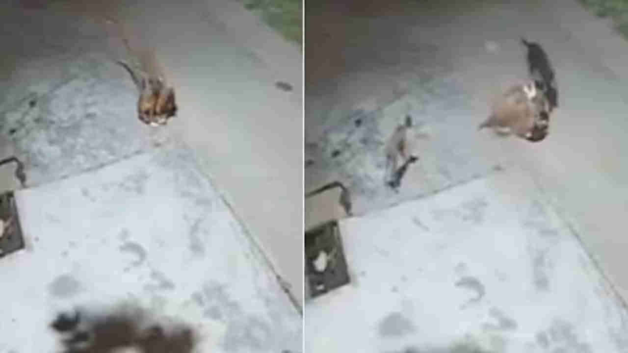 Viral Video: కుక్కలేంటి.. చిరుత పులిని తరమడమేంటి..? ఈ వీడియో చూస్తేగానీ నమ్మలేం!