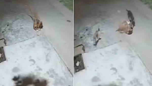 Viral Video: కుక్కలేంటి.. చిరుత పులిని తరమడమేంటి..? ఈ వీడియో చూస్తేగానీ నమ్మలేం!