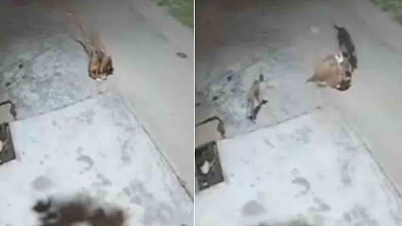 Viral Video: కుక్కలేంటి.. చిరుత పులిని తరమడమేంటి..? ఈ వీడియో చూస్తేగానీ నమ్మలేం!