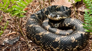 Kangaroo Rat Facts: నీళ్లు తాగకుండా బ్రతికే జీవి గురించి మీకు తెలుసా..?