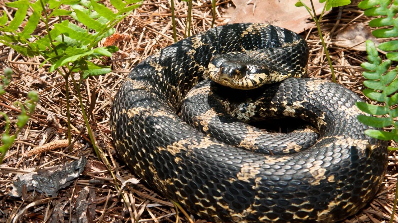 Snakes With Acting Skills: చనిపోయినట్లు నటించే పాము.. ప్రాణం కాపాడుకోవడానికి ఏమైనా చేస్తుంది..!