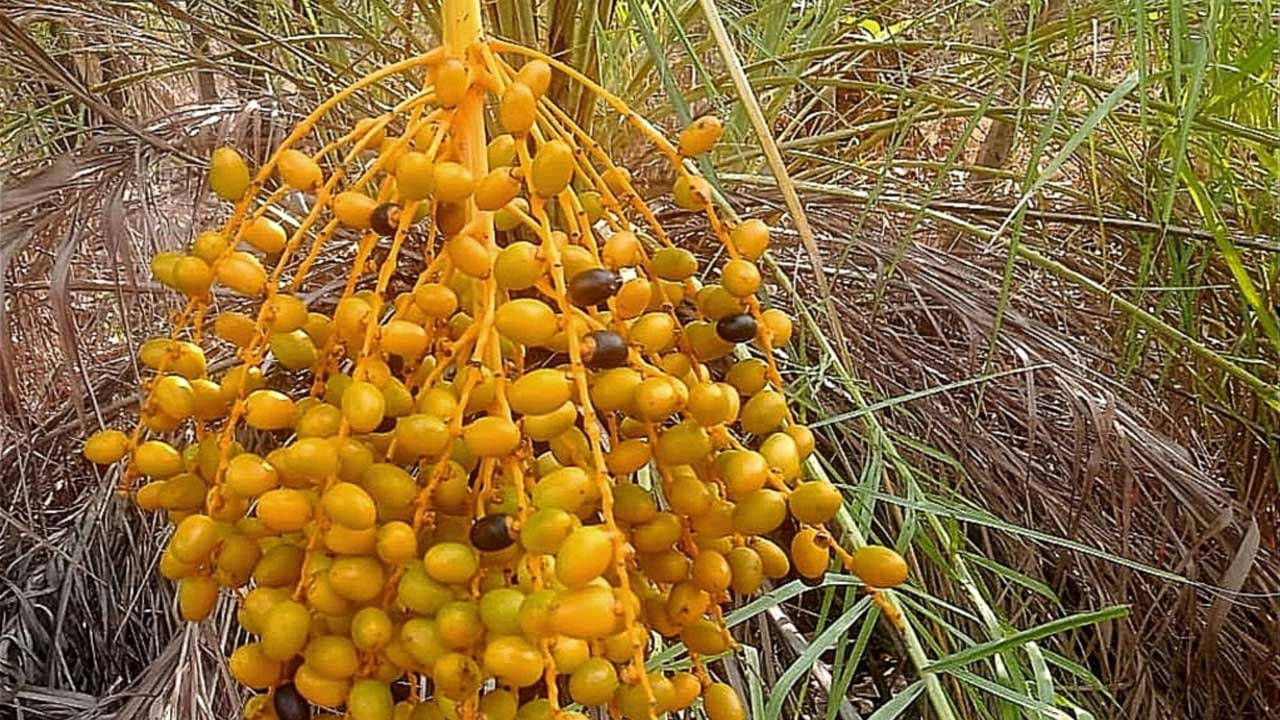 అంతే కాకుండా పిత్తాశయంలో రాళ్ల సమస్యతో బాధపడేవారు కూడా వీటిని తినడం వలన చాలా మేలు జరుగుతుంది.అంతే కాకుండ వికారం వాంతులు, నుంచి బయటపడటానికి ఈ పండ్లు ఎంతగానో దోహదం చేస్తాయి. ఇవి బరువు నియంత్రణకు కూడా చాలా ఉపయోగకరంగా ఉంటాయి. శరీరానికి మేలు చేస్తాయి.