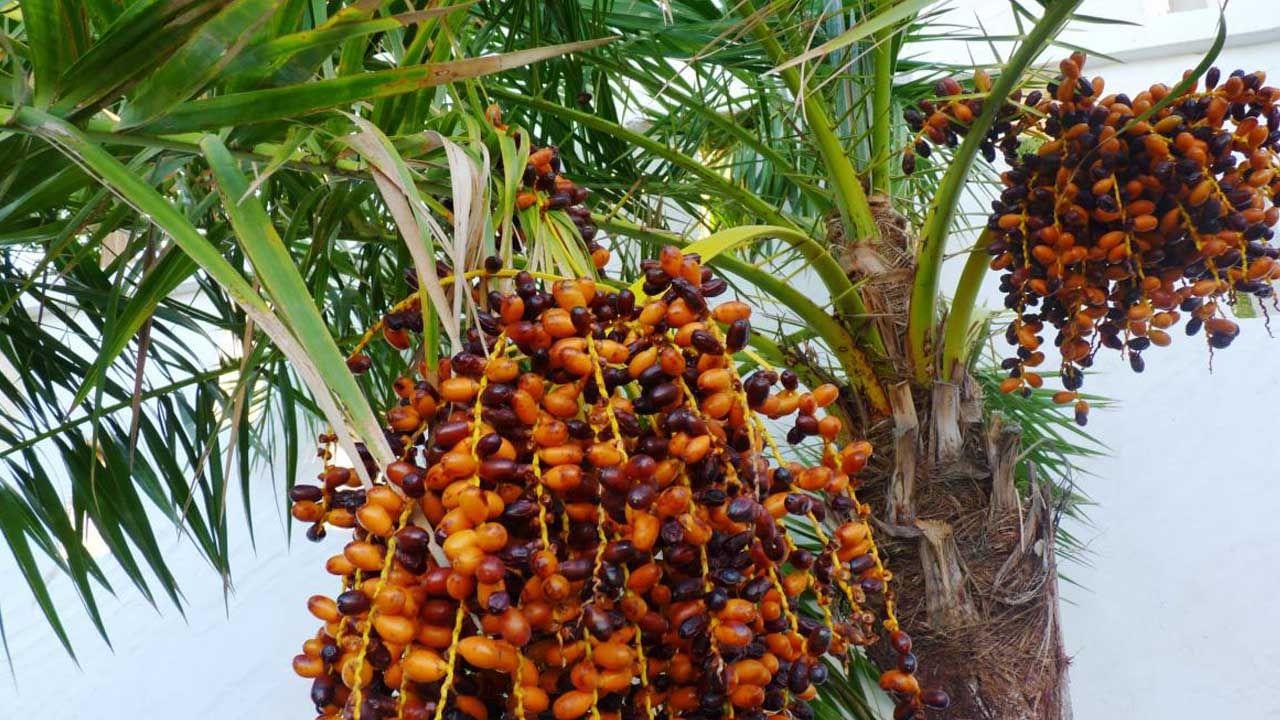 ఈత పండ్లలో ఫైబర్ పుష్కలంగా లభిస్తుంది. ఈ ఫైబర్ జీవక్రియను వేగవంతం చేస్తుంది. జీర్ణక్రియకు సహాయపడుతుంది. దీని ప్రయోజనాలు ప్రేగు కదలికలను కూడా వేగవంతం చేస్తాయి, దీని కారణంగా మలబద్ధకం సమస్య క్రమంగా తొలగిపోతుంది. ఈ విధంగా ఇది అన్ని కడుపు సమస్యలకు ప్రయోజనకరంగా ఉంటుంద.