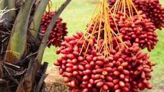 ఇంట్లో పాపురం ఇక ఉంటే ఇన్ని లాభాలు కలుగుతాయా? అవేంటో తెలిస్తే వెంటనే తెచ్చి పెట్టుకుంటారు..