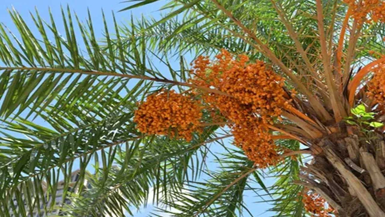 అంతే కాకుండా ఈతపండ్లను సమ్మర్‌లో ప్రతి రోజూ కాకుండా కనీసం వారంలో రెండు సార్లైనా తినడం వలన ఇవి రోగనిరోధకశక్తిని పెంచుతాయి. శరీరాన్ని చల్లబరుస్తాయి. 