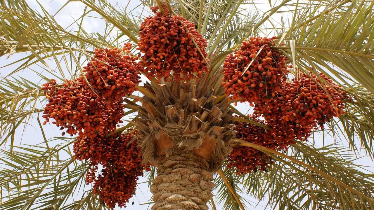 భారతదేశంలో దాదాపు అన్ని గ్రామాల్లో ఈత పండ్లు అనేవి దొరుకుతాయి. ఈ చెట్లు చూడటానికి అచ్చం ఖర్జూర చెట్ల లా కనిపిస్తుంటాయి. కొన్ని సార్లు ఈ పండ్లు కూడా అలానే అనిపిస్తాయి. కానీ వీటి రుచి మాత్రం డిఫరెంట్‌గా ఉంటుందంట.అంతే కాకుండా ఈ  ఈతపండ్లు  తినడం వలన అనేక ఆరోగ్య ప్రయోజనాలు ఉన్నాయంటున్నారు నిపుణులు. అవి ఏవో ఇప్పుడు తెలుసుకుందాం.