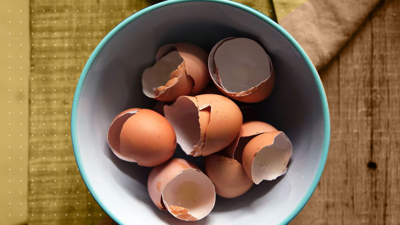 Eggshell 2