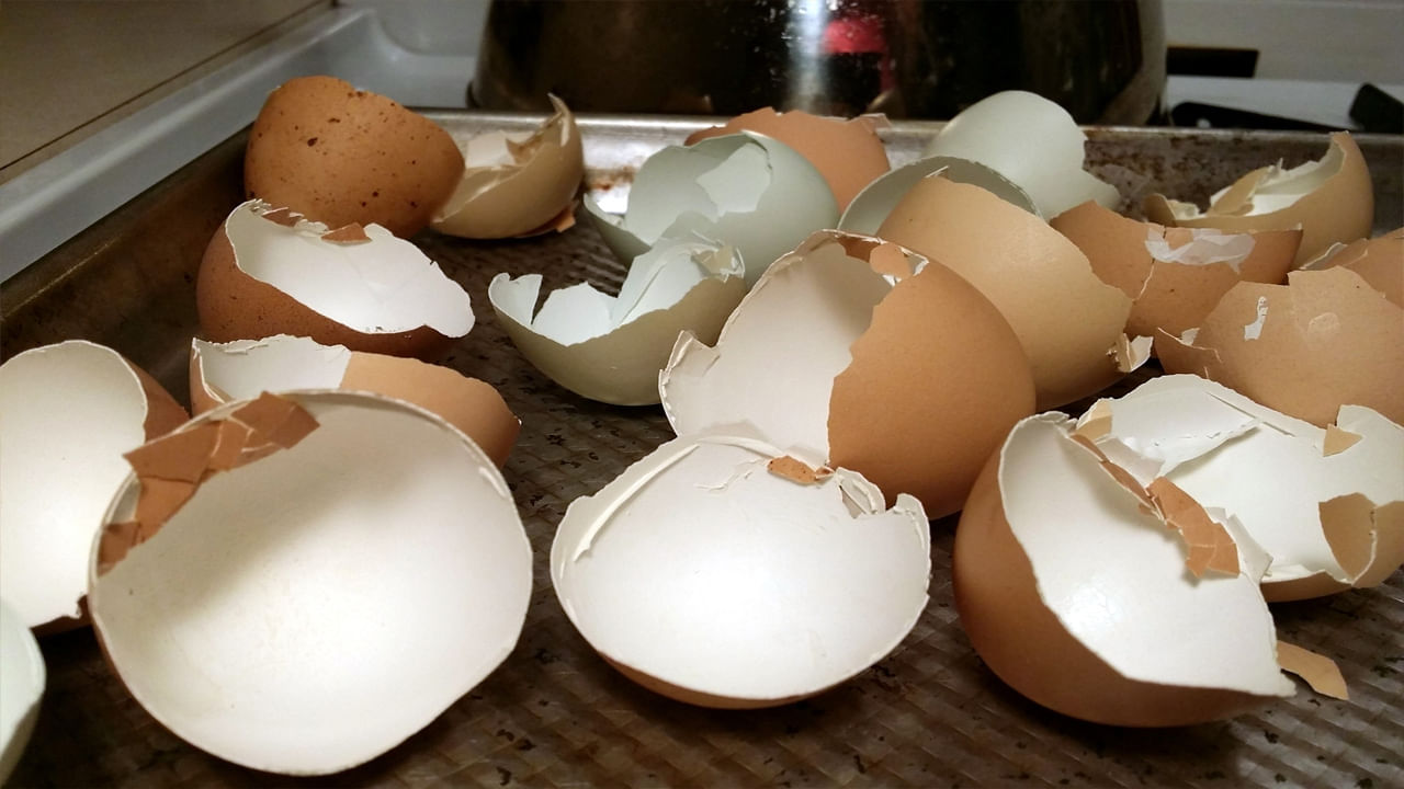 Eggshell 4