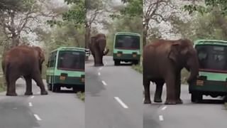 Viral video: బొమ్మే కదా అని సెల్ఫీకి ట్రై చేశాడు.. తీరా దగ్గరికెళ్లి అడ్డంగా బుక్కయ్యాడు!