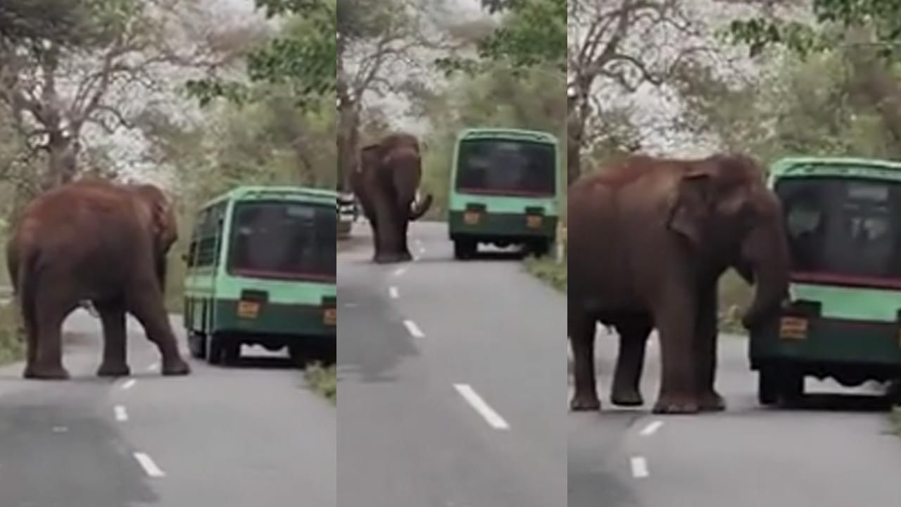 Viral Video: రోడ్డుపైకి భారీ గజరాజు ఎంట్రీ.. ఉన్నట్టుండి బస్సుకు బ్రేకులు.. వామ్మో.. ఒళ్లు గగుర్పొడిచే సీన్..