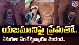 యజమానిపై ప్రేమతో.. ఏనుగులు ఏం చేస్తున్నాయో చూడండి.. వీడియో యజమానిపై ప్రేమతో.. ఏనుగులు ఏం చేస్తున్నాయో చూడండి.. వీడియో