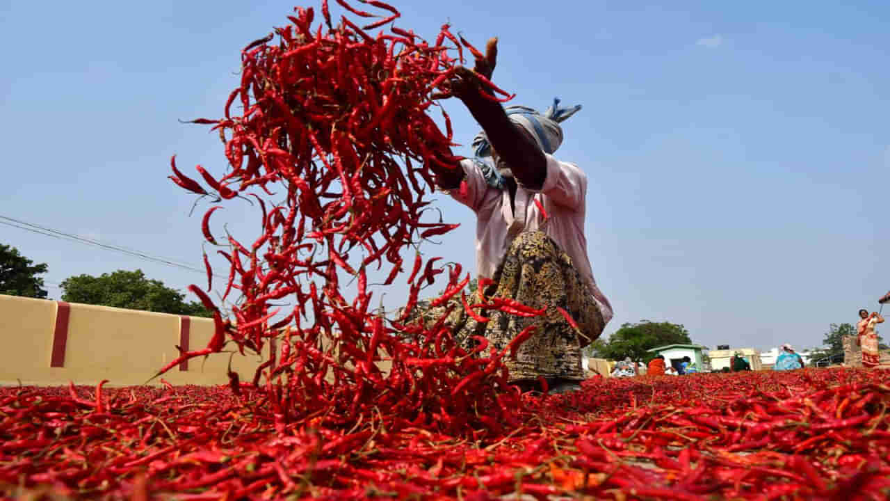 Mirchi: గుంటూరు నుంచి కశ్మీర్ దాకా.. భారత్‌లో మాత్రమే దొరకే మిర్చి వెరైటీలివి.. ఏ కారం ఎందులో వాడితే బెస్ట్?