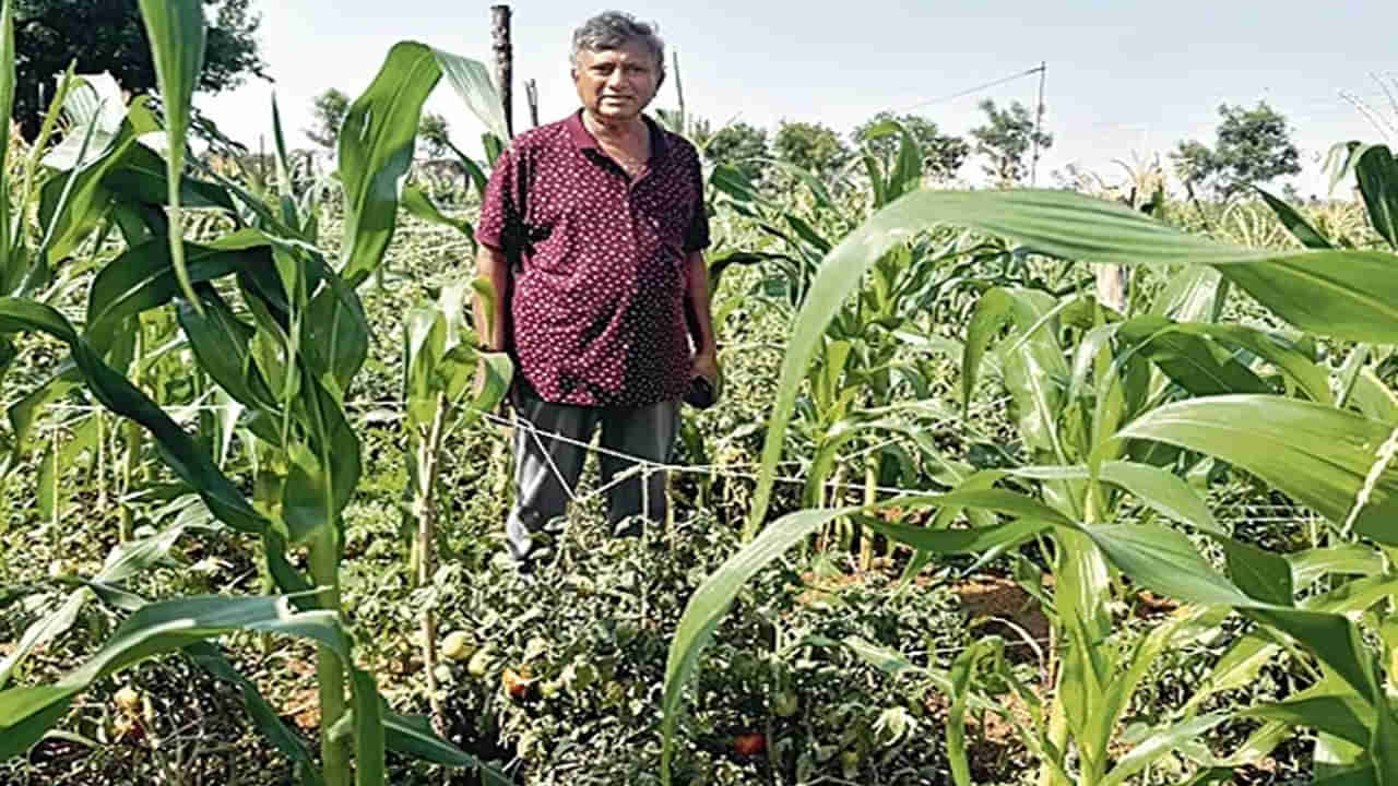 చూడటానికి మొక్కజొన్న పంటే అది.. కానీ దగ్గరకెళ్తే పరేషాన్‌ పక్కా!