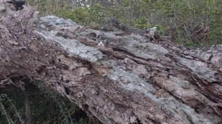 Viral: అద్భుతం చేసిన డాక్టర్లు.. ఆ చిట్టి తల్లికి మంచి భవిష్యత్తును ఇచ్చారు