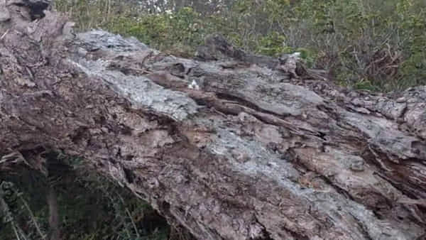 Optical illusion: తోపులు అనుకున్నోళ్లే తుస్సుమన్నారు.. ఇందులో పిల్లిని మీరు కనిపెట్టగలరా