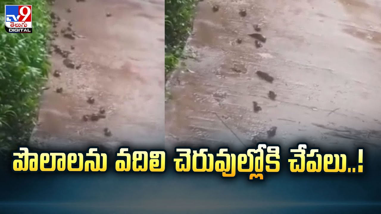 పొలాలను వదిలి.. చెంగు చెంగున ఎగురుతూ చెరువుల్లోకి చేపలు