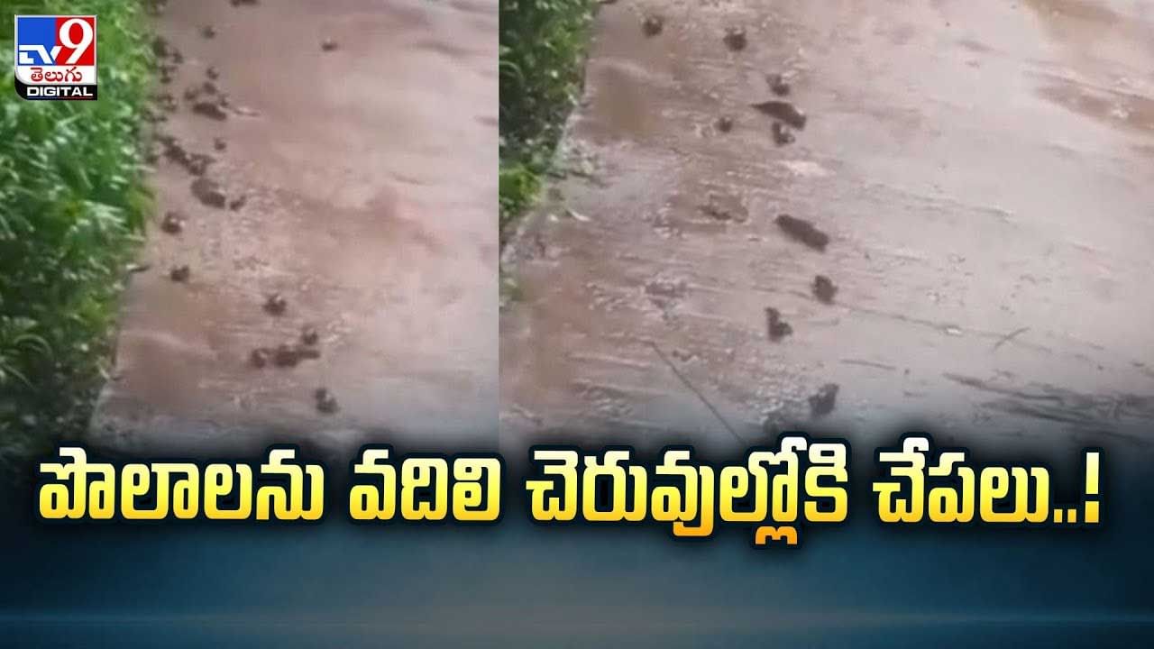పొలాలను వదిలి చెరువుల్లోకి చేపలు వీడియో