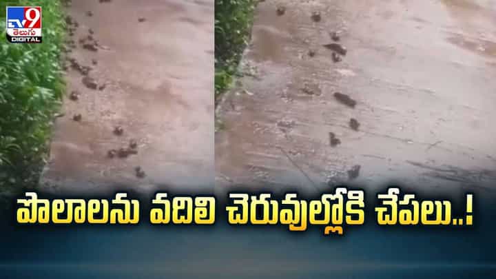 పొలాలను వదిలి చెరువుల్లోకి చేపలు వీడియో పొలాలను వదిలి చెరువుల్లోకి చేపలు వీడియో