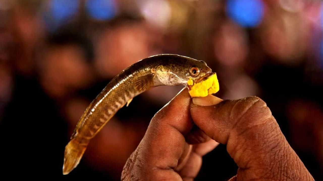 జ్యోతిష్య శాస్త్రం ప్రకారం 27 నక్షత్రాలు, అయితే తెలుగు రైతులు వ్యవసాయం ఆధారంగా వాటిని 27 కార్తెలుగా పిలిచేవారు. ఇప్పటికీ ఆదే పాటిస్తున్నారు.అయితే సూర్యుడు మృగశిర నక్షత్రానికి దగ్గరగా వచ్చినప్పుడు మృగశిర కార్తె ప్రారంభ అవుతుంది. ఈ కార్తె ప్రారంభం చిరుజల్లులతో మొదలవుతుంది. ఒక్కసారిగా ఉన్నట్లుండి  వాతావరణం చల్లబడుతుంది.