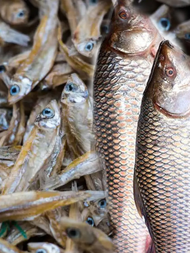 ఎండు చేపలు VS పచ్చి చేపలు.. ఏవి ఆరోగ్యానికి మంచిదంటే? – TV9 Telugu