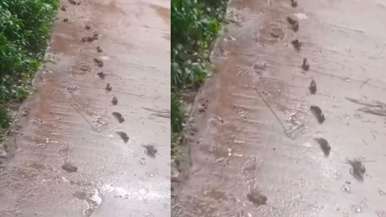 Andhra Pradesh: వర్షంలో రోడ్డుమీద వయ్యారంగా పాకుతూ వలస వెళ్తున్న చేపలు.. నెట్టింట వీడియో వైరల్