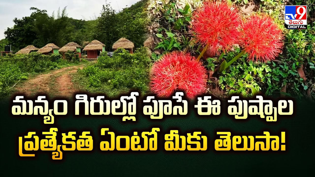 మన్యం గిరుల్లో పూసే.. ఈ పుష్పాల ప్రత్యేకత ఏంటో మీకు తెలుసా !!