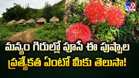 మన్యం గిరుల్లో పూసే.. ఈ పుష్పాల ప్రత్యేకత ఏంటో మీకు తెలుసా !! మన్యం గిరుల్లో పూసే.. ఈ పుష్పాల ప్రత్యేకత ఏంటో మీకు తెలుసా !!