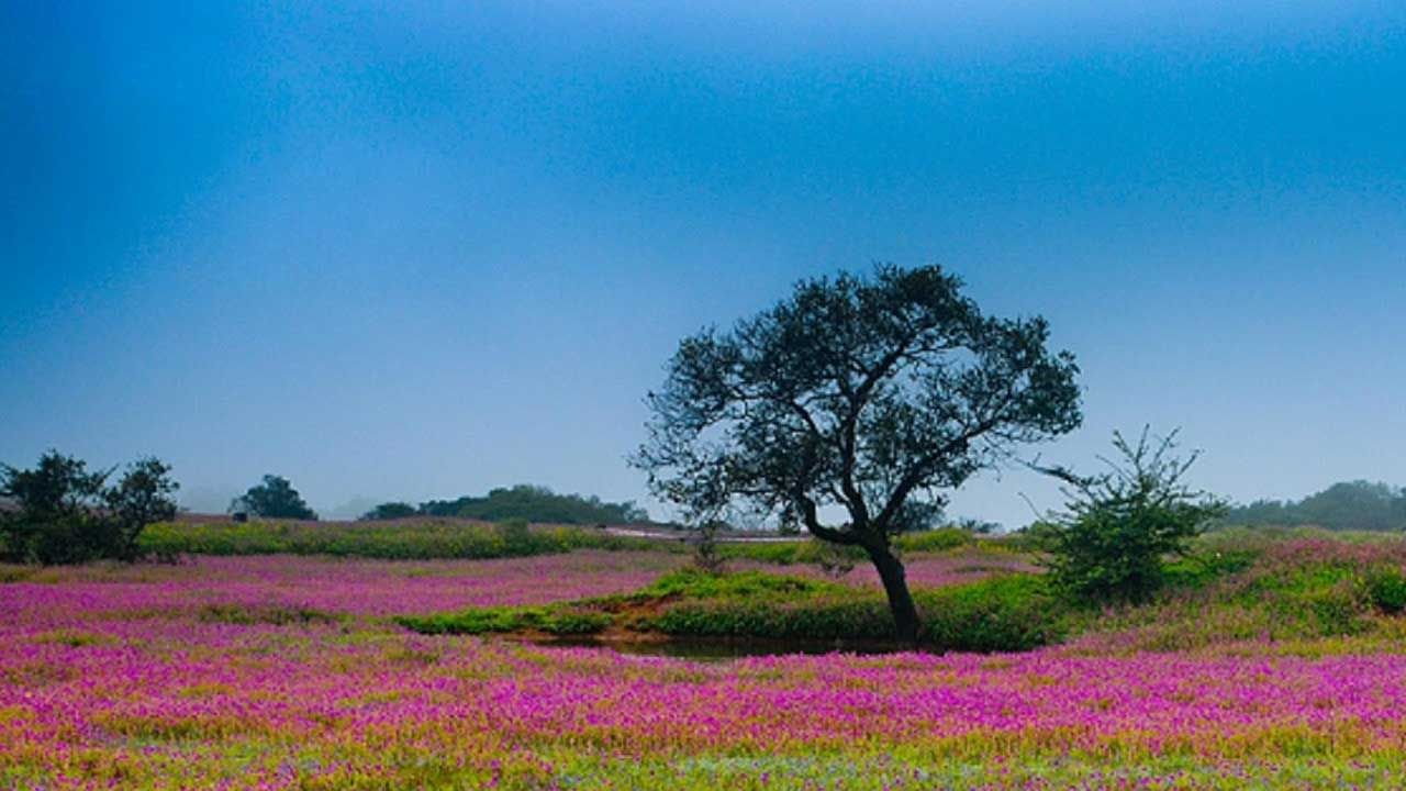మహారాష్ట్రలోని ఫ్లవర్స్ వ్యాలీ చాలా అద్భుతమైన ప్రదేశం. ఇక్కడ ఆగస్టునుంచి సెప్టంబర్ వరకు ఈ ప్రదేశం అందమైన పూలతో నిండిపోతుంది. చాలా సుందరంగా మారిపోతుంది. అంతే కాకుండా ఇక్కడ 850కి పైగా పుష్పజాతులు ఉన్నాయంట. ఇవి చూడటానికి చాలా అందంగా ఉండటమే కాకుండా మనసుకు హాయినిస్తాయి.