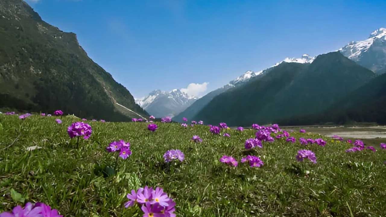 పూలతో కూడిన రంగుల ప్రపంచాన్ని చూడాలి అనుకుంటే యమ్ తాంగ్ లోయ ఉత్తర సిక్కింకు వెళ్లాల్సిందే. ఇక్కడ  రోడోడెండ్రాన్లతో పాటు ప్రిములాస్, ఐరిసెస్, ఇతర పువ్వులతో రంగుల ప్రపంచాన్ని తలపిస్తుంది.పర్యాటకులకు ఇది ఓ స్వర్గధామం.