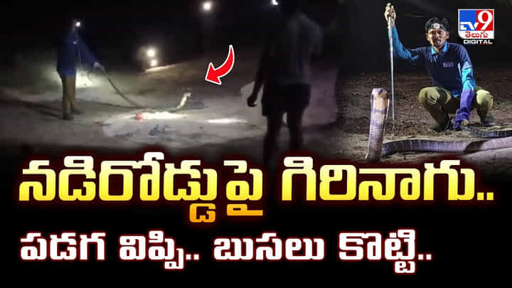 నడిరోడ్డు పై గిరినాగు..పడగ విప్పి.. బుసలు కొట్టి..వీడియో నడిరోడ్డు పై గిరినాగు..పడగ విప్పి.. బుసలు కొట్టి..వీడియో