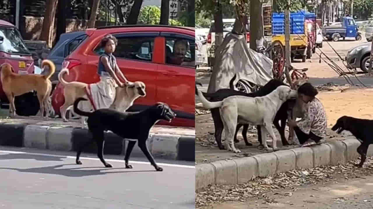 Viral Video: ఆ పాపే.. ఆ శునకాల కమాండర్, కేర్ టేకర్, క్వీన్..